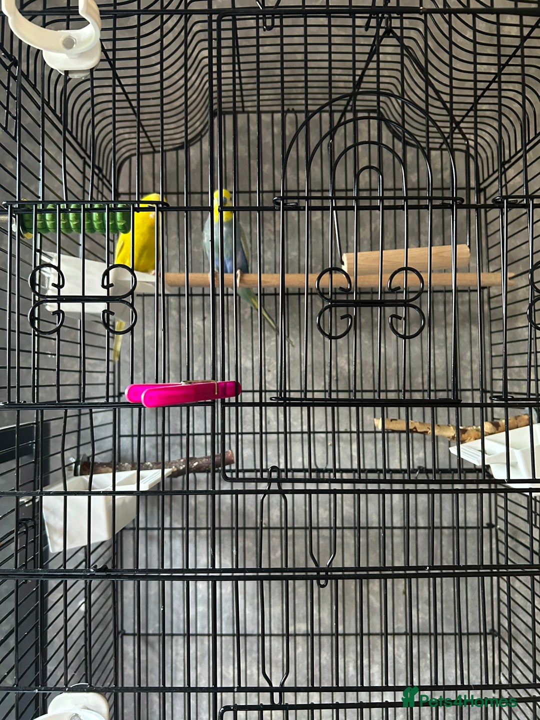 Budgerigars birds for sale: Bird cage with 2 Budgies  - Advert 2