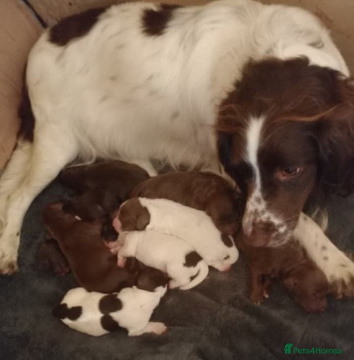 Sprocker dogs Sprocker puppies  - Advert 2