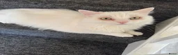 Mixed Breed cats for sale:  Calm, Indoor Cat Seeking Dog-Free Sanctuary 🐾 in Boston - Advert 3