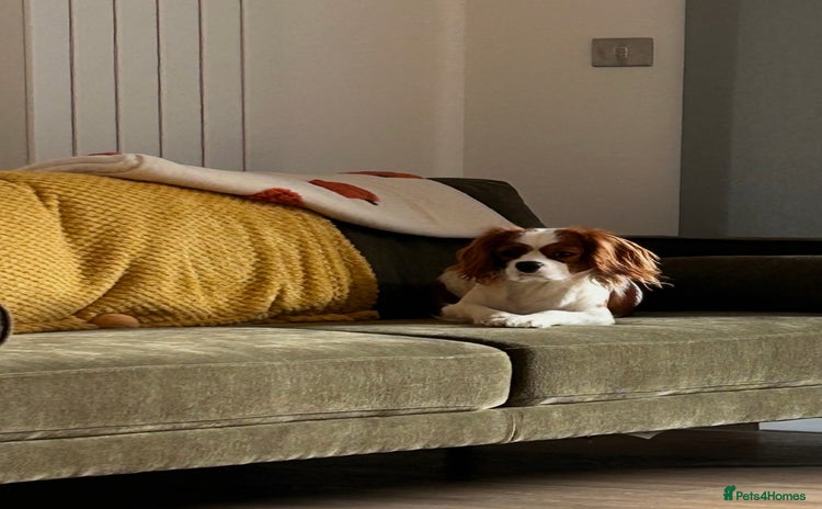 Cavalier King Charles Spaniel dogs 1 yr old Cavalier King Charles-Loving Home Needed - Advert 11
