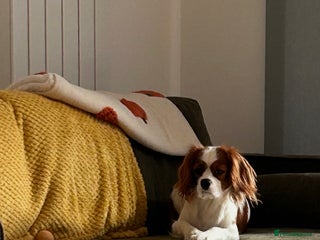 Cavalier King Charles Spaniel dogs for sale: 1 yr old Cavalier King Charles-Loving Home Needed - Advert 1