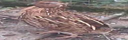 Mixed Breed birds for sale: 3 male quails in Skegness - Advert 2