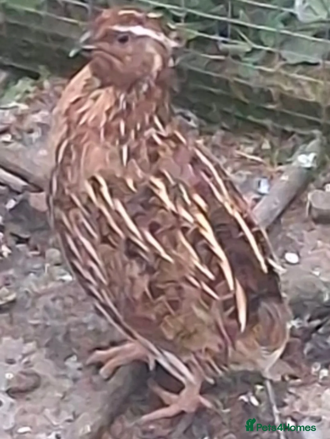 Mixed Breed birds for sale: 3 male quails in Skegness - Advert 2