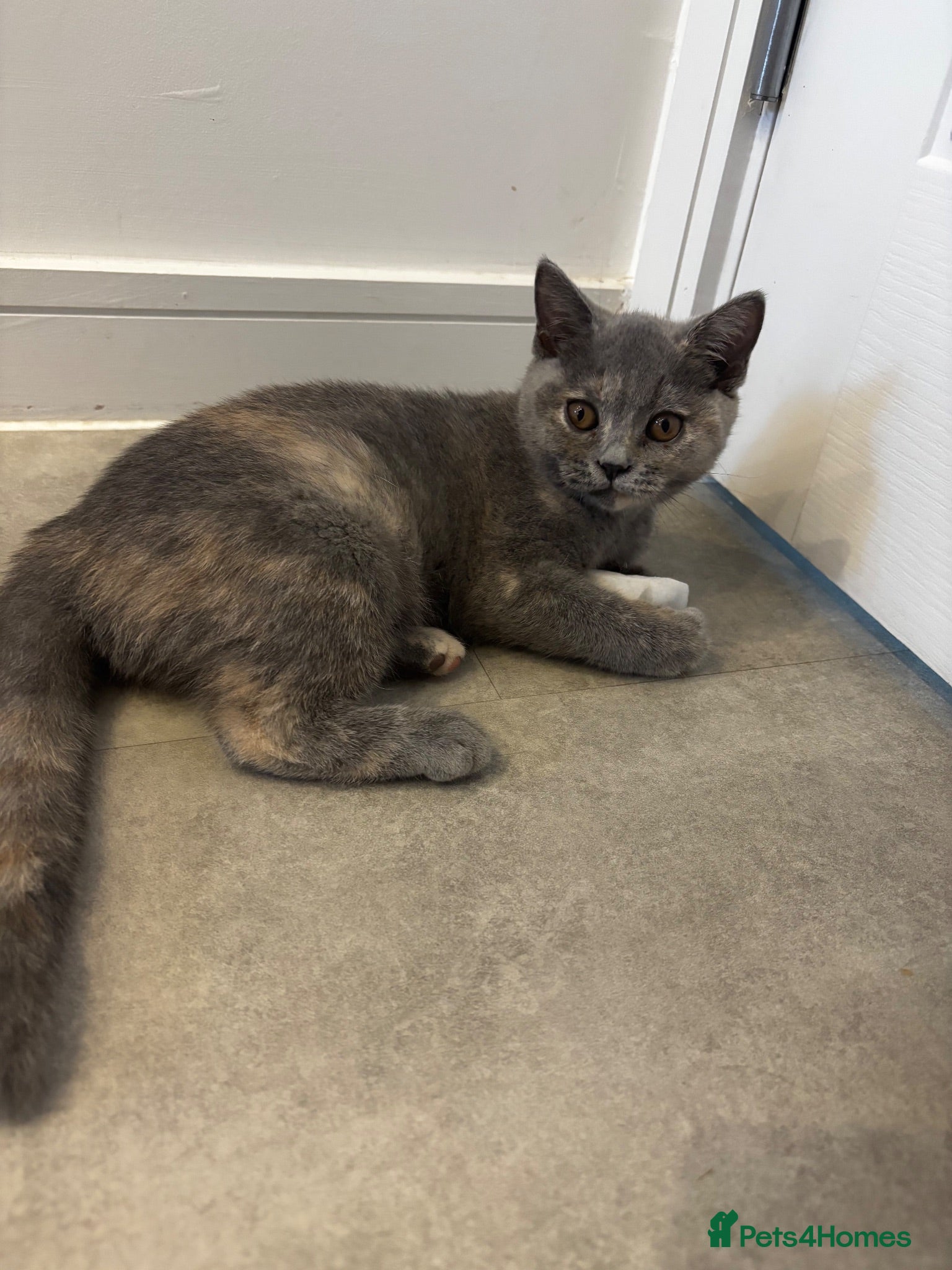 British Shorthair cats GCCF Blue British Short Hair Boy & Tortie Girl - Advert 13