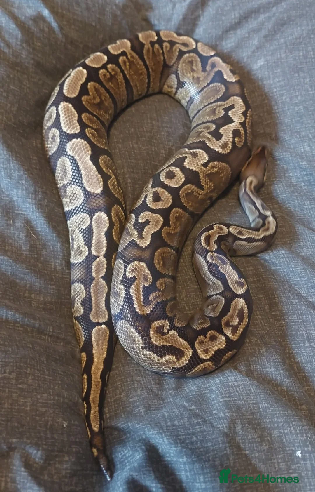 Python Snake reptiles for sale: CB21 GHI royal python (proven) - Advert 3