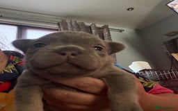 French Bulldog dogs for sale: French bulldog pup - Image 4