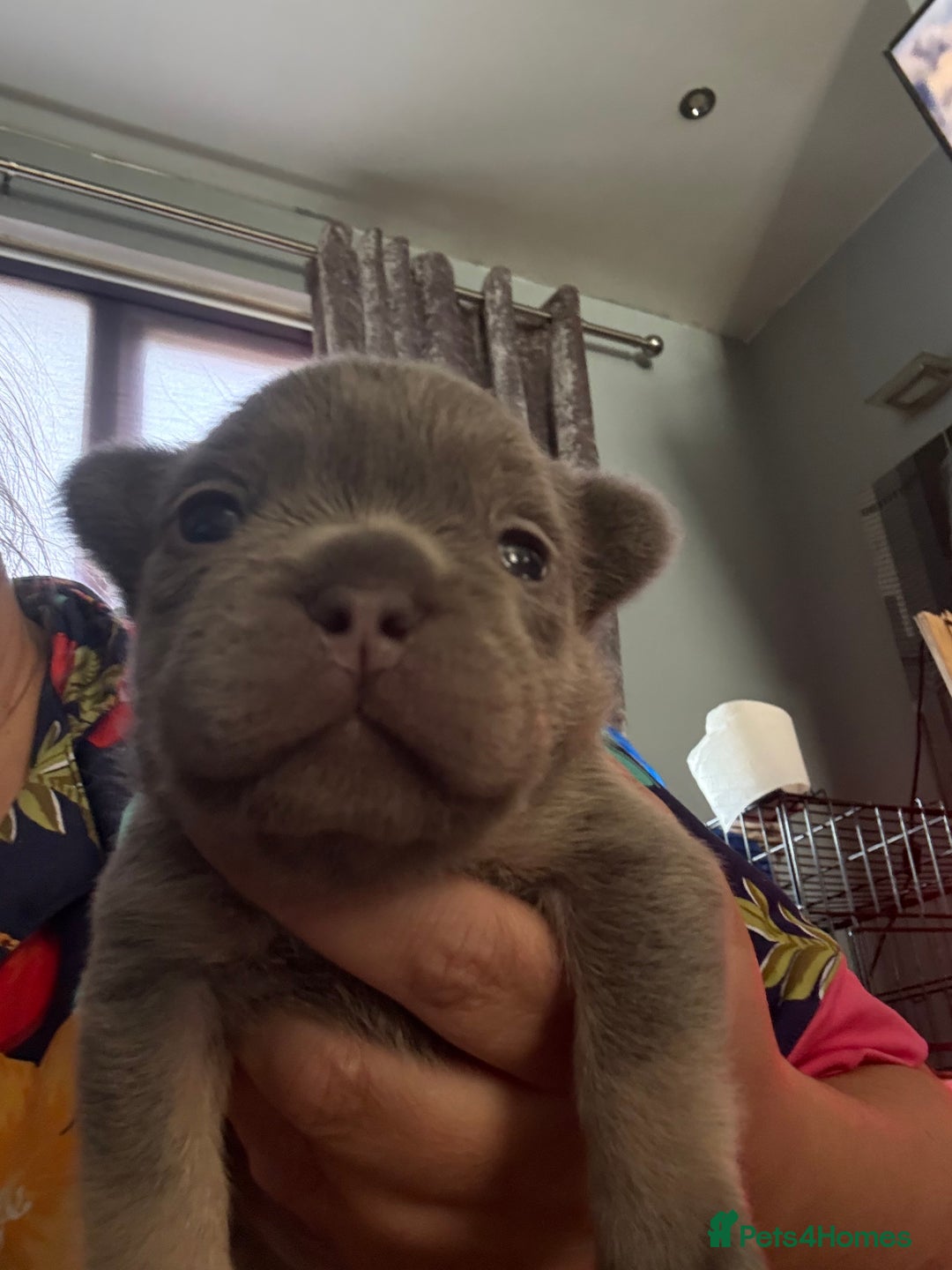 French Bulldog dogs for sale: French bulldog pup - Image 4