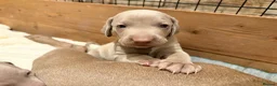 Weimaraner dogs for sale: Wonderful KC Reg Weimaraner Puppies x 6  - Advert 23