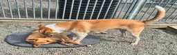 Mixed Breed dogs for adoption: Henry - In Ayr Looking for a home  - Advert 2