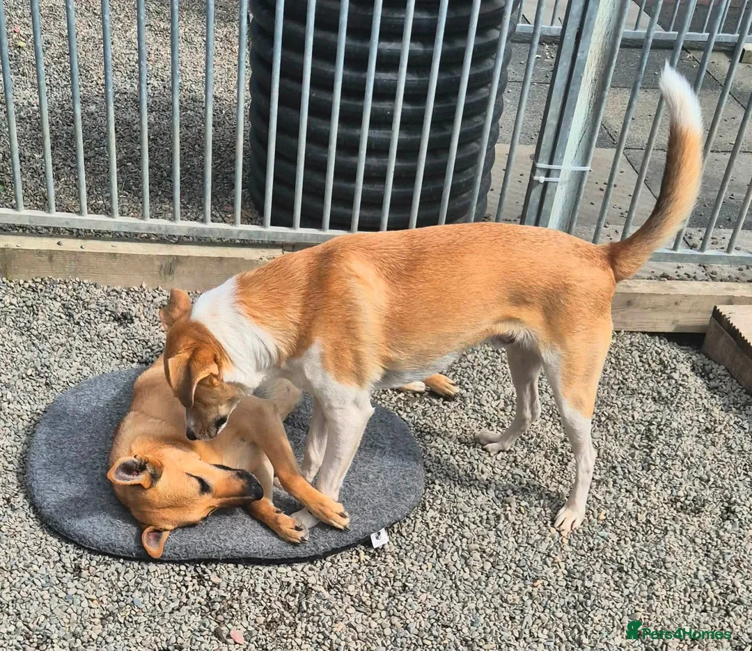 Mixed Breed dogs for adoption: Henry - In Ayr Looking for a home  - Advert 2