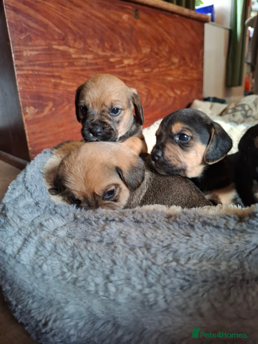 Mixed Breed dogs for sale: Beagle x puppies - Image 2