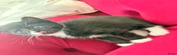 British Shorthair cats for sale: Adorable, kittens looking for their forever homes! in London - Advert 7