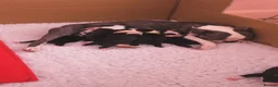 Boston Terrier dogs for sale: Stunning Boston Terrier Puppies  - Advert 3