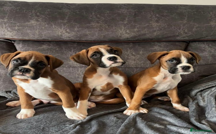 Boxer dogs - Advert 7