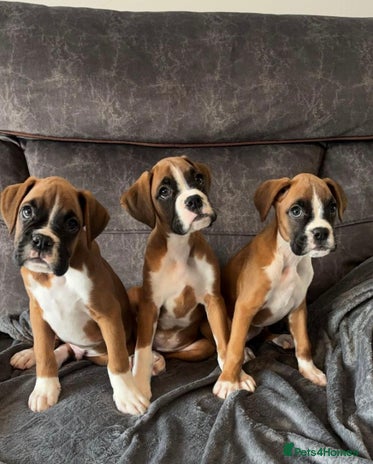 Boxer dogs - Advert 7