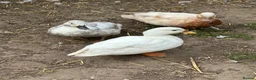 Ducks poultry for sale: Indian runner, brown hens, Emden geese,call ducks  - Advert 9