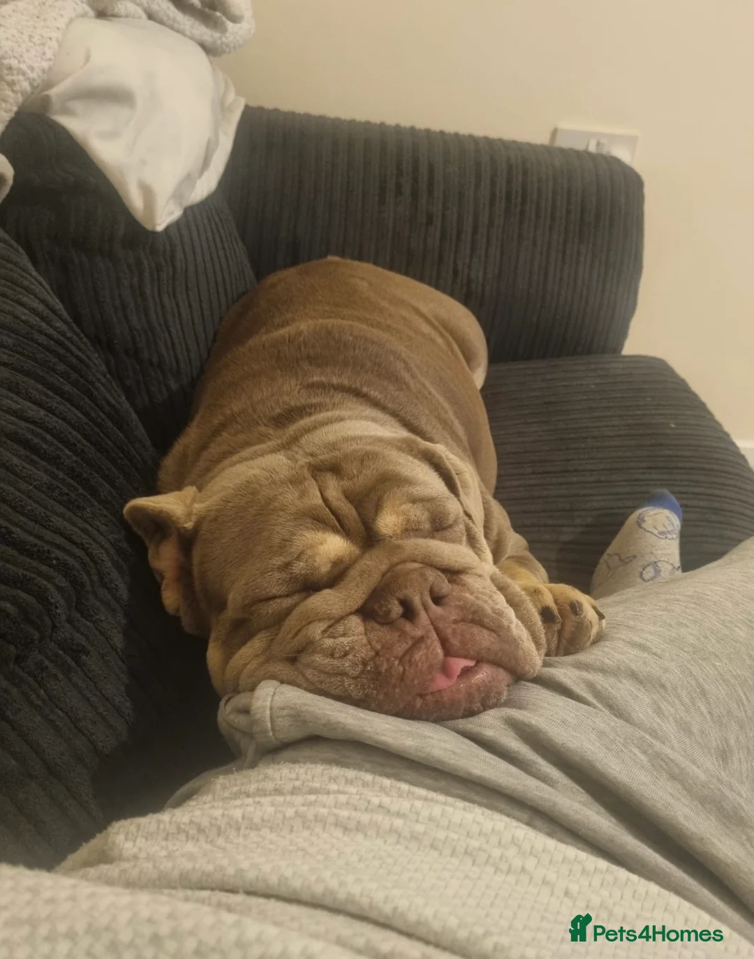English Bulldog dogs for sale: Beautiful Female English Bulldog to be re-homed - Advert 2