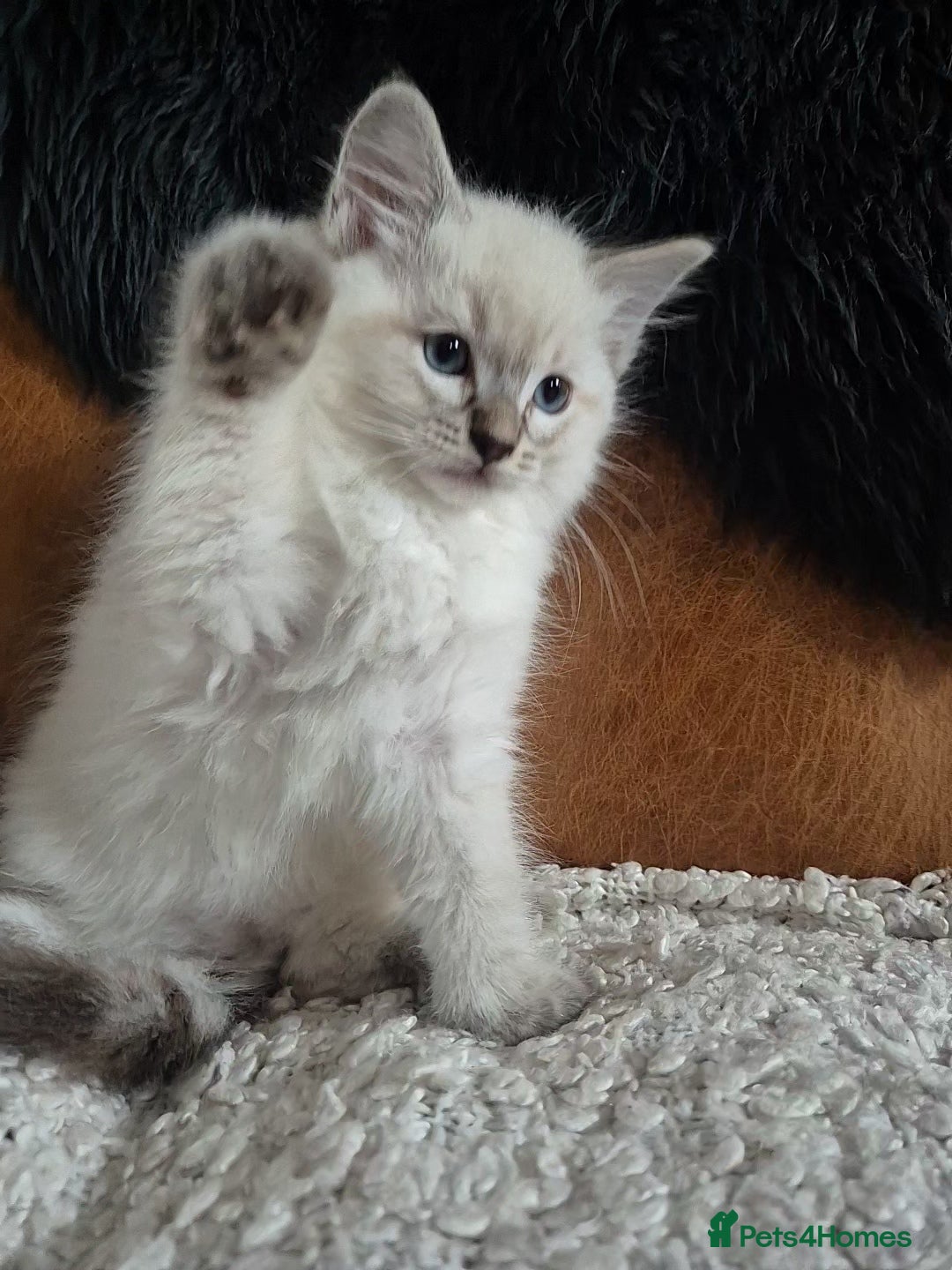 Ragdoll cats for sale: Quality Ragdoll Kittens - Image 4