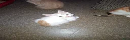 Mixed Breed cats for sale: Stunning kittens loving sweet playful in Houghton le Spring - Advert 6