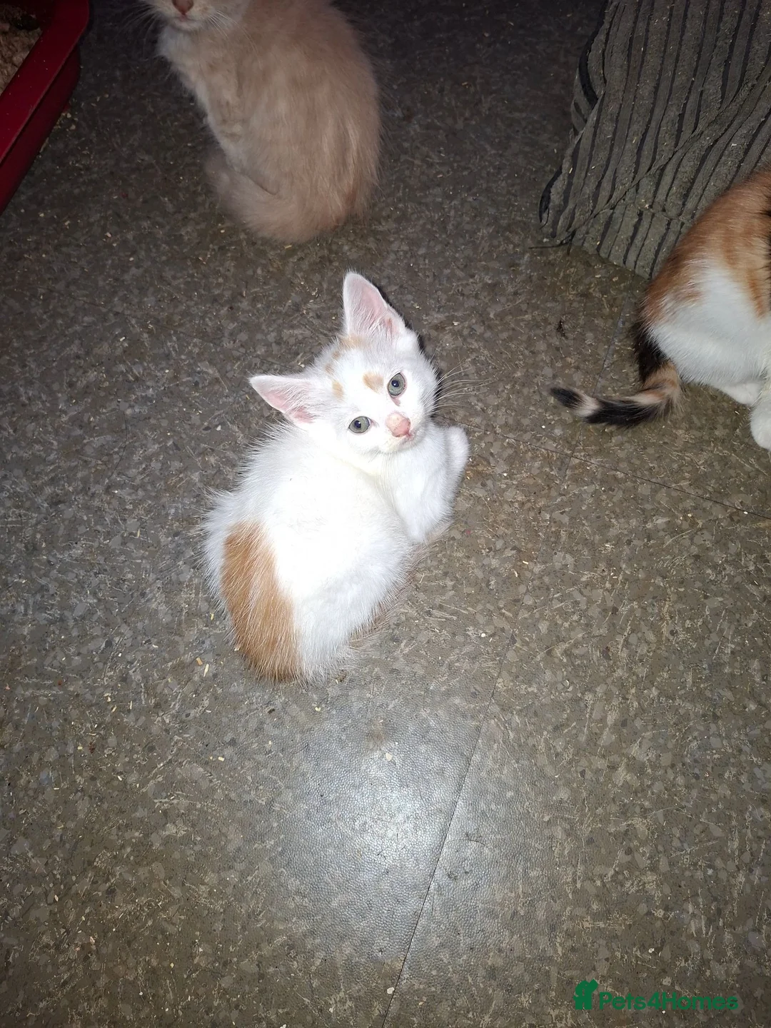 Mixed Breed cats for sale: Stunning kittens loving sweet playful in Houghton le Spring - Advert 6