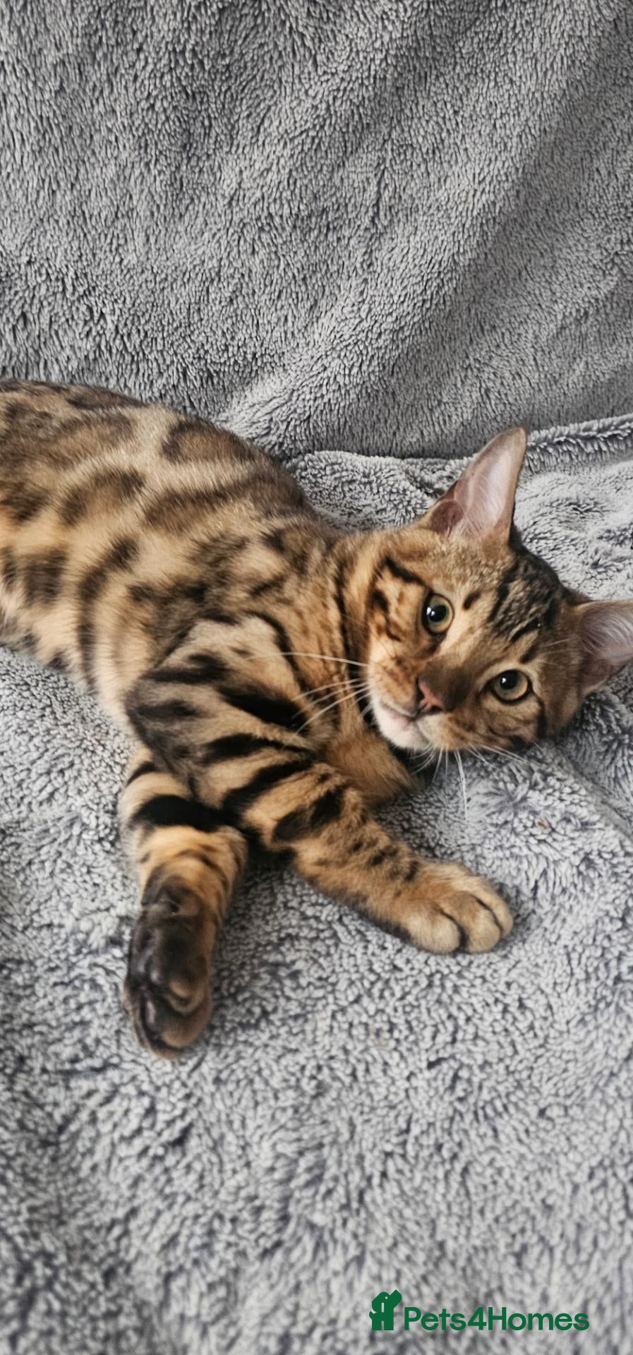 Bengal cats Bengal kittens - Advert 8