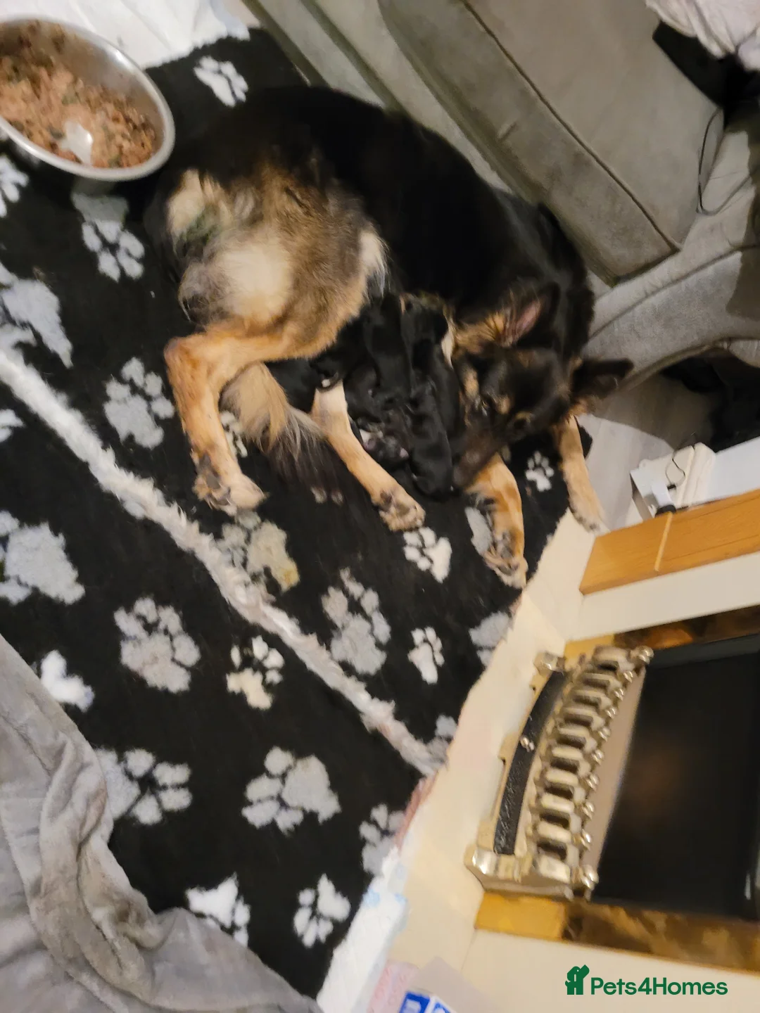 German Shepherd dogs for sale: Nice lads - Advert 2