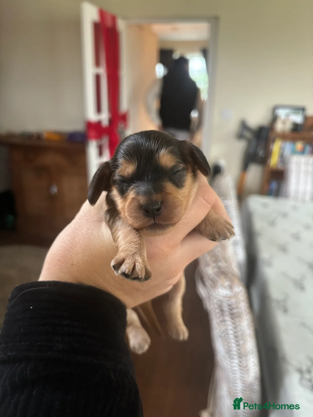 Cockapoo dogs for sale: All puppies have been reserved   - Advert 10