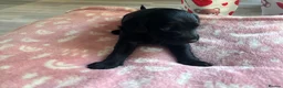 Labradoodle dogs for sale: Adorable miniature Labradoodle puppies  - Advert 17