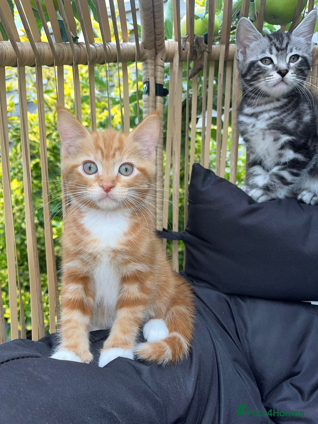 Maine Coon cats for sale: Maine Coon x Domestic Shorthair  - Image 1