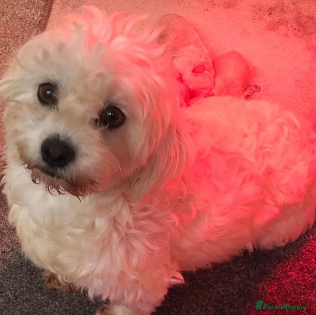 Poochon dogs for sale: Beautiful Poochon Pups  - Advert 5