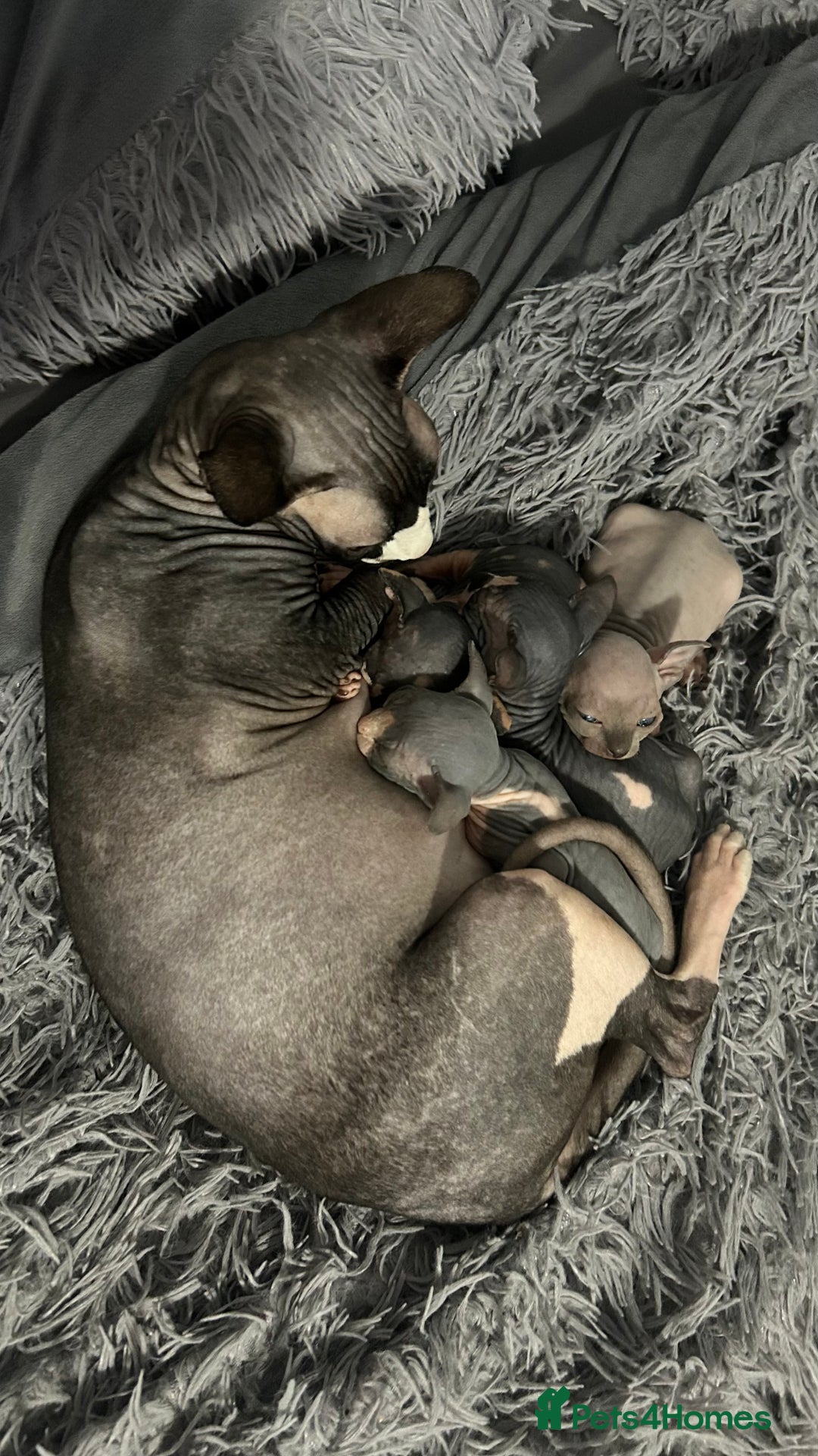 Sphynx cats for sale: Amazing colour Sphynx - Image 9