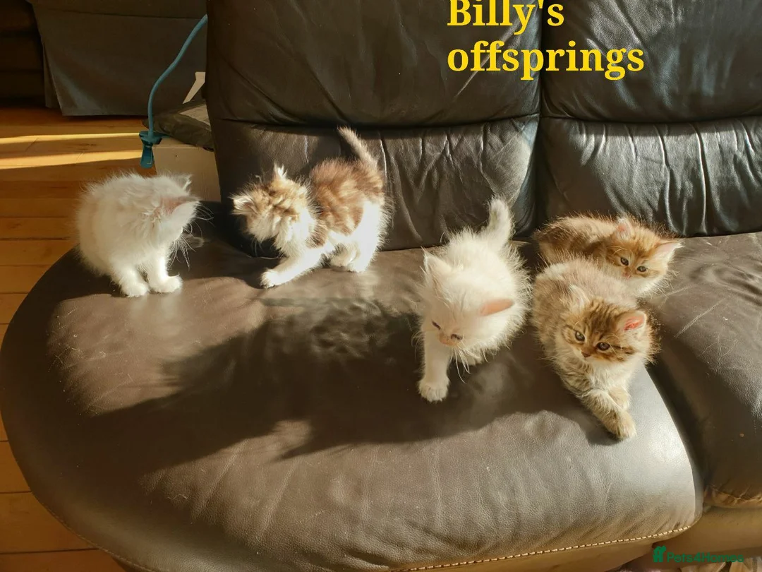 Siberian cats for stud: Purebred Siberian Cat Stud VIP service in Wembley - Advert 11