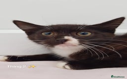 Domestic Shorthair cats for sale: KITTENS  - Image 9
