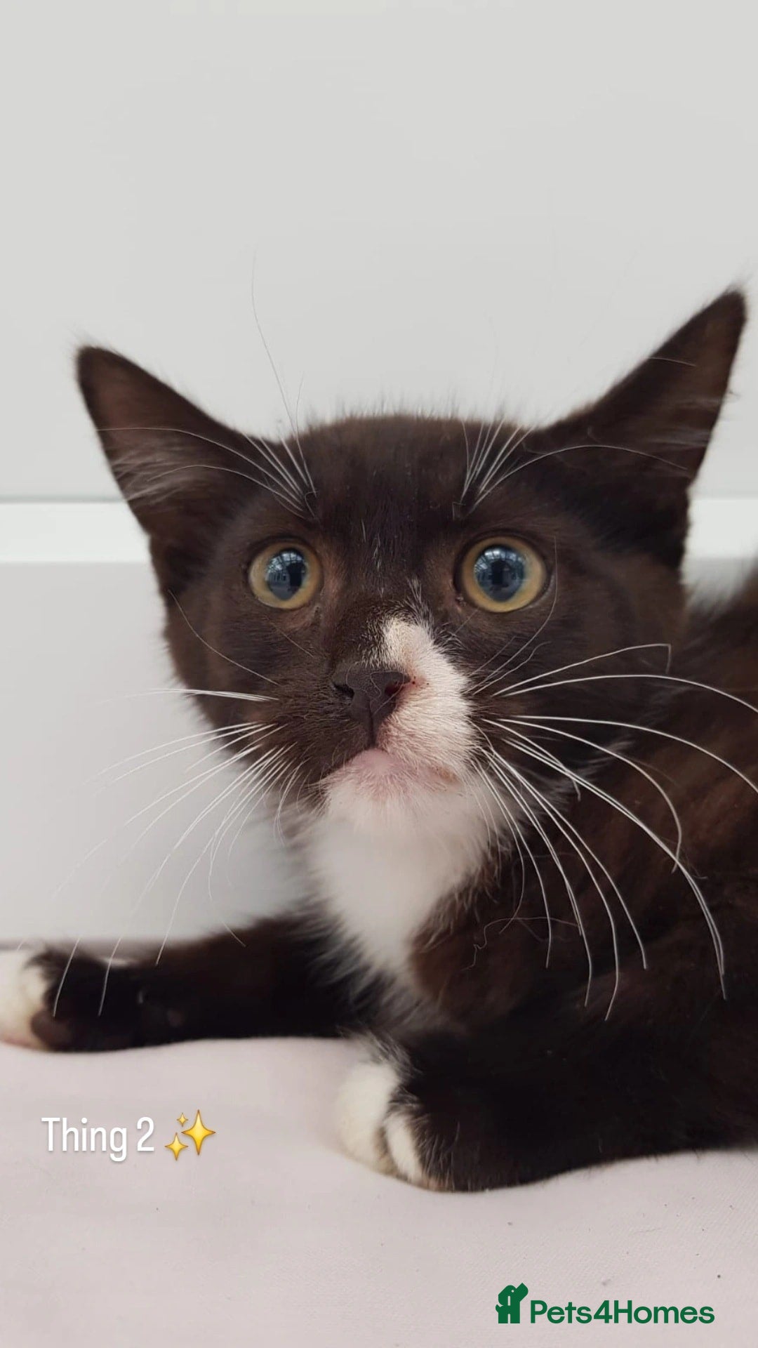 Domestic Shorthair cats for sale: KITTENS  - Image 9