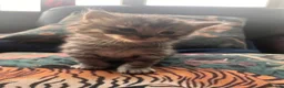 Mixed Breed cats for sale: Beautiful Ragdoll/Persian mix - Advert 11