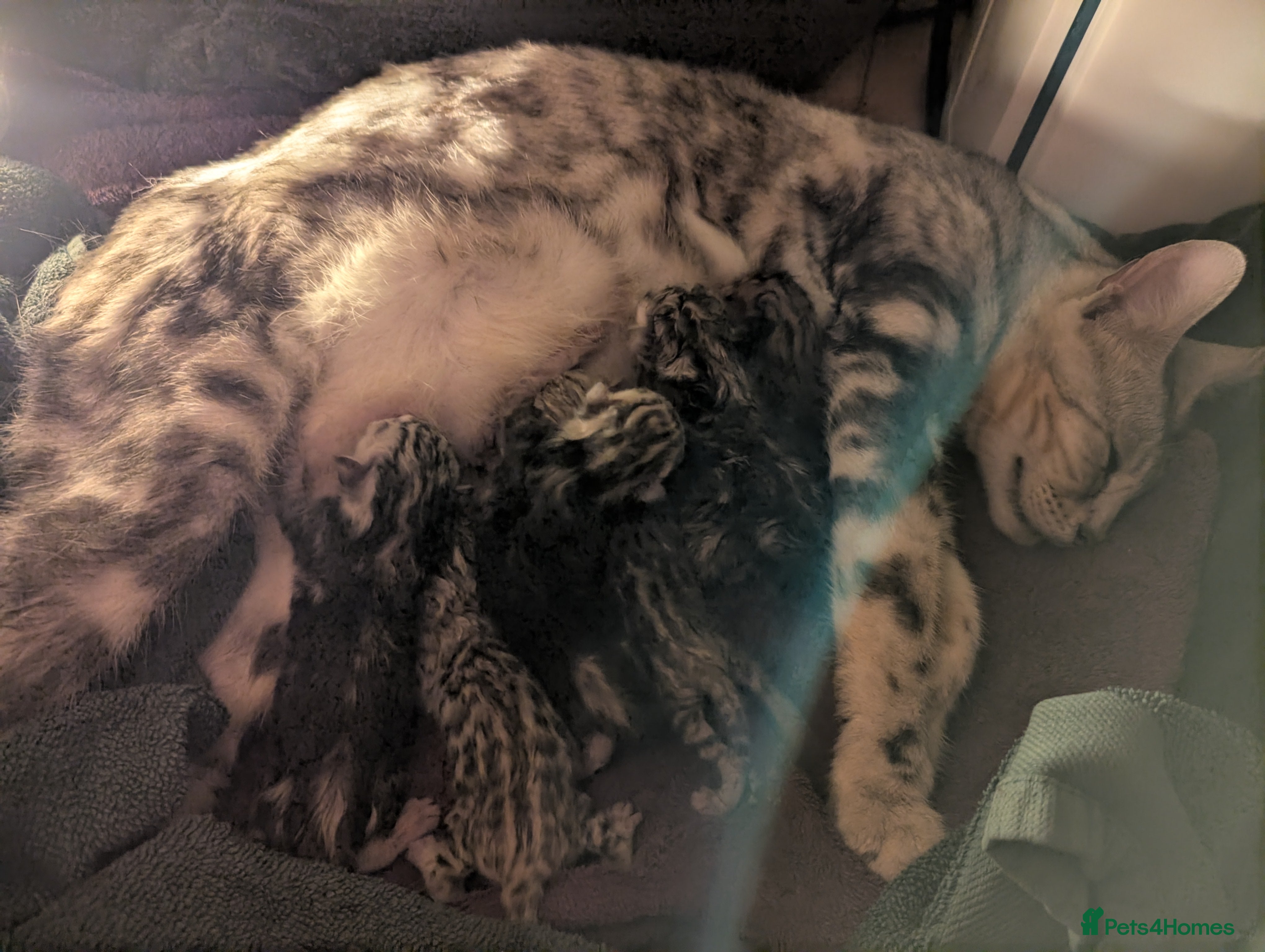 Bengal cats TICA Registered Bengal Kittens|Health Tested ❤️ - Advert 1