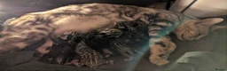 Bengal cats for sale: TICA Registered Bengal Kittens|Health Tested ❤️ - Advert 18
