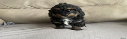 Cavapoo dogs for sale: ⭐ adorable Cavapoo’s ⭐  - Advert 13