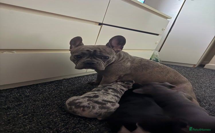 French Bulldog dogs - Advert 1