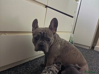 French Bulldog dogs - Advert 1