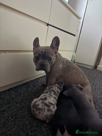 French Bulldog dogs - Advert 1