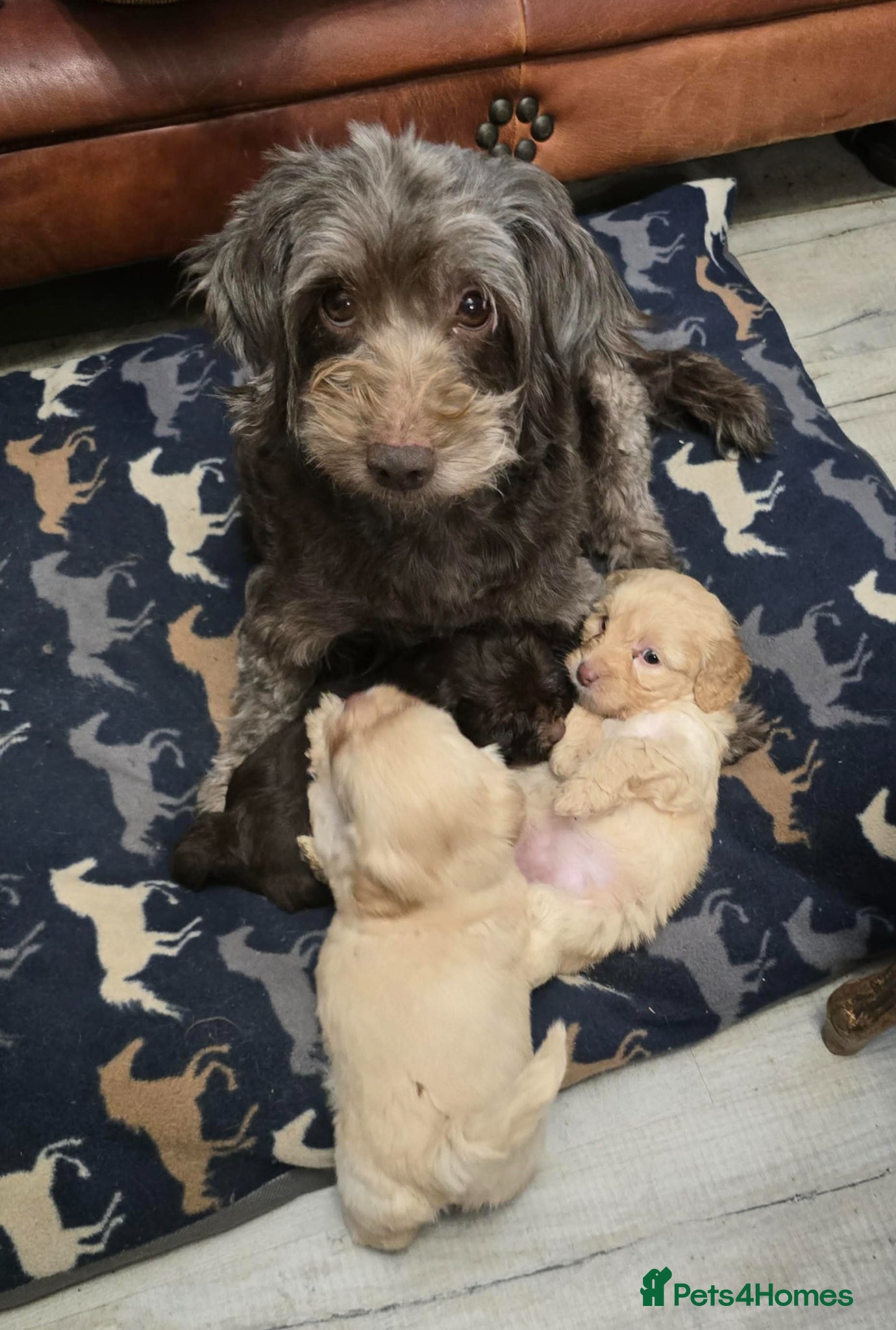 Shihpoo dogs Beautiful shihpoo puppies  - Advert 1