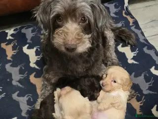 Shihpoo dogs for sale: Beautiful shihpoo puppies - Advert 1