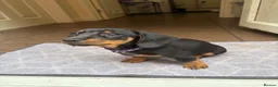 Dachshund dogs for sale: Male Dachshund puppy - Advert 5
