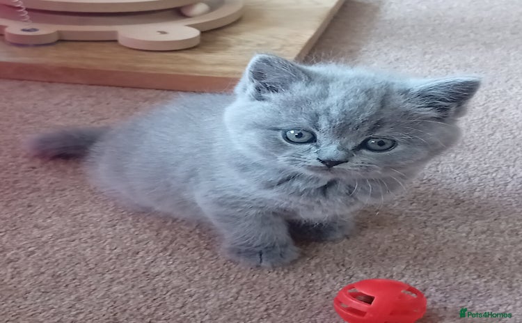 British Shorthair cats - Advert 1