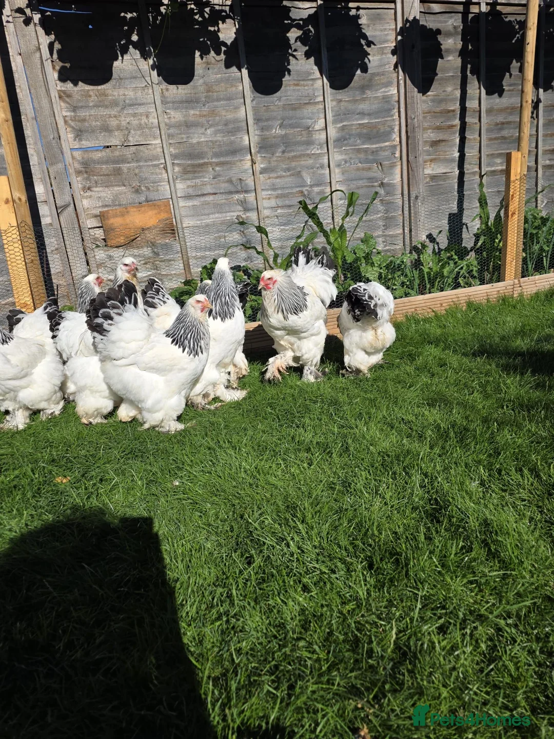 Mixed Breed birds for sale: Buff Cochin  - Advert 2
