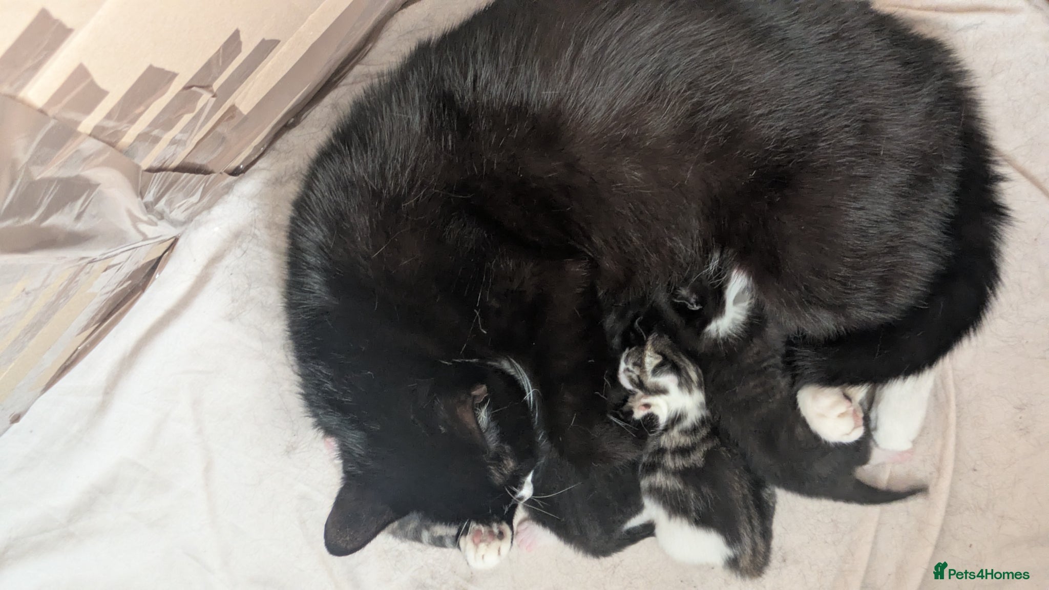 Mixed Breed cats 4 beautiful kittens for sale  - Advert 8
