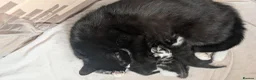 Mixed Breed cats for sale: 4 beautiful kittens for sale  in Burnley - Advert 1