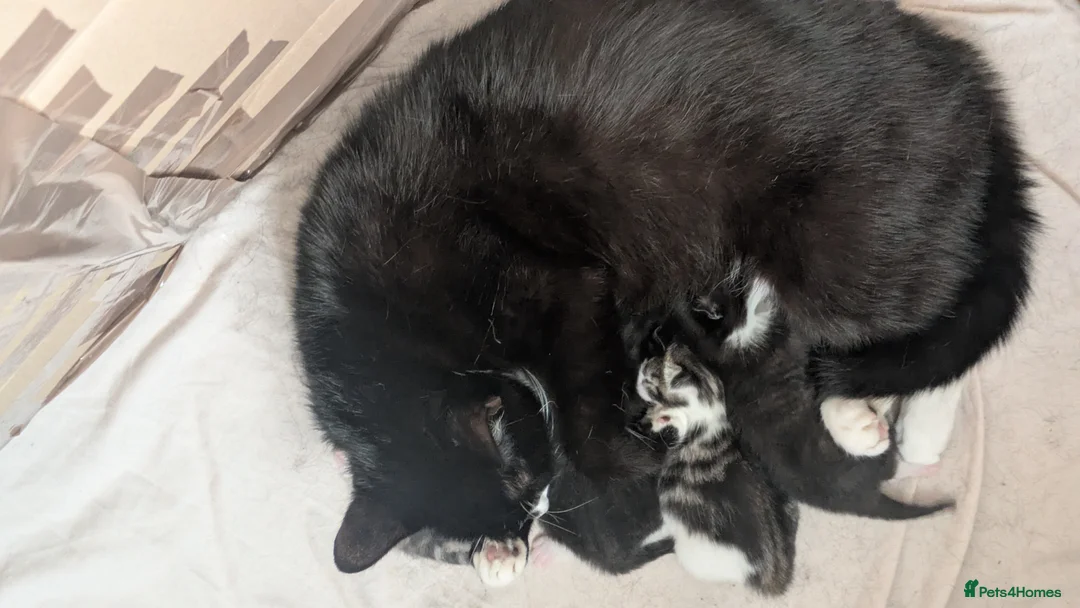 Mixed Breed cats for sale: 4 beautiful kittens for sale  in Burnley - Advert 1