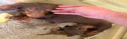 Miniature Dachshund dogs for sale: 14 week male - Miniature Dachshund  - Advert 2